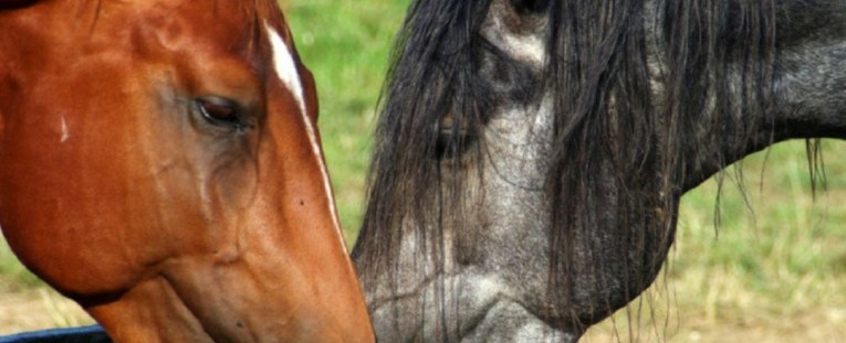 Bebederos para Caballos